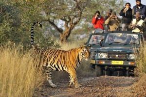 Ranthambore National Park (Tiger Safari)