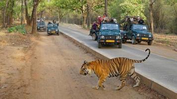 Rajasthan Tour with Tiger City