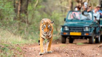 Ranthambore Taxi Package