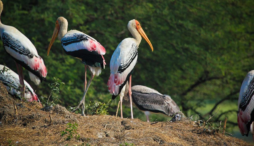 Bharatpur Bird Sanctuary – Wildlife Spotting