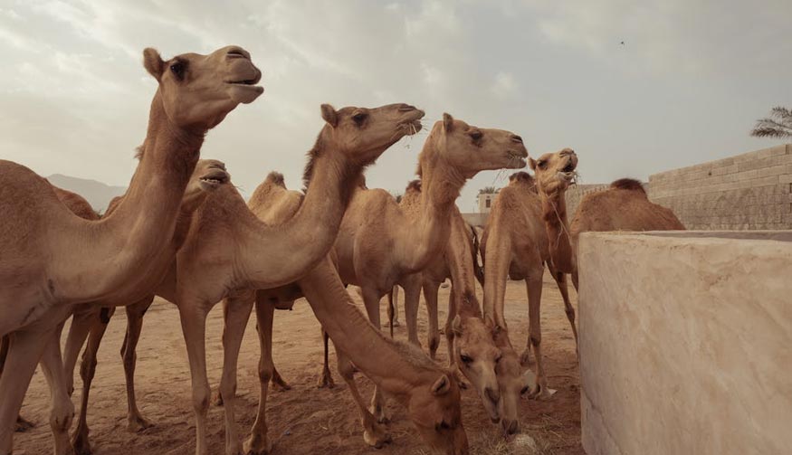 Camel Safari Experience – Bikaner