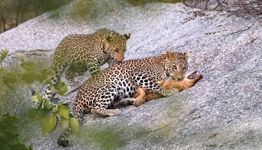 Jawai Leopard Safari