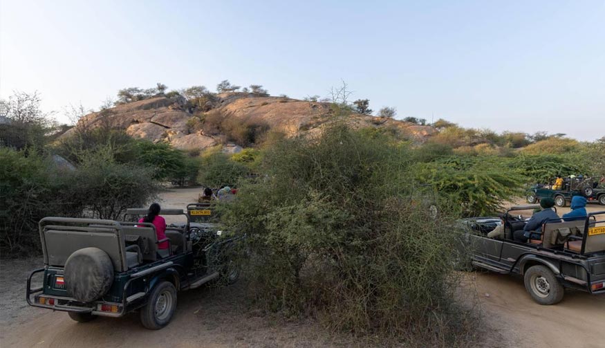 Jawai Leopard Safari