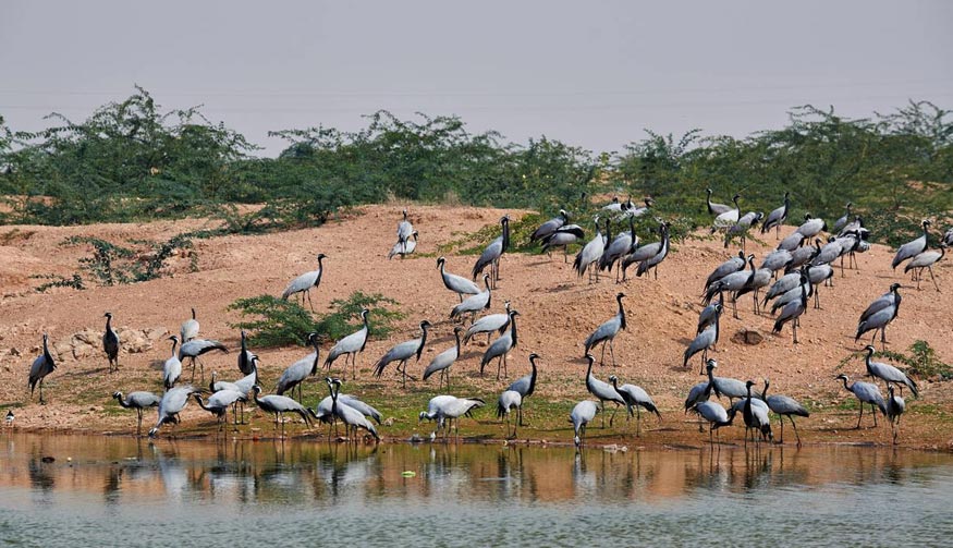 Kheechan Village – Migratory Birds