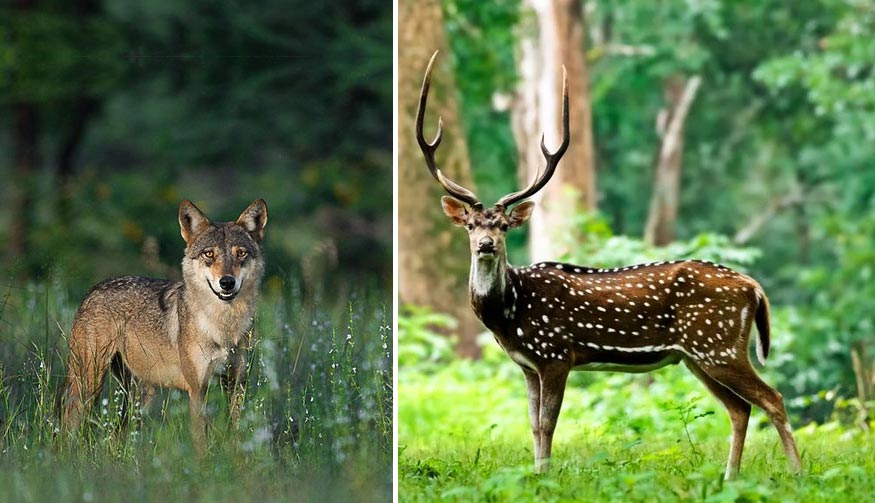 Kumbhalgarh Wildlife Sanctuary