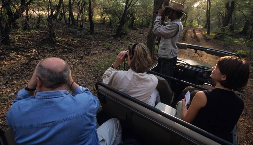 Evening Safari – Ranthambore National Park