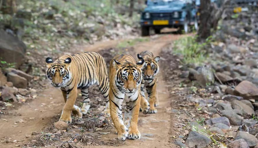 Ranthambore Jeep Safari
