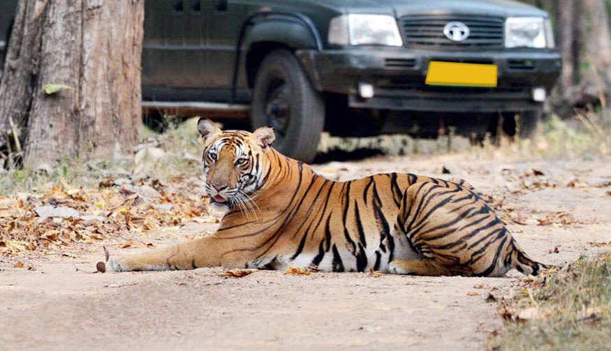 Ranthambore Tiger Safari