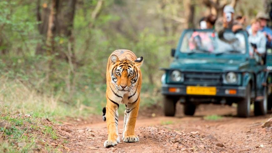 Ranthambore Tour Package