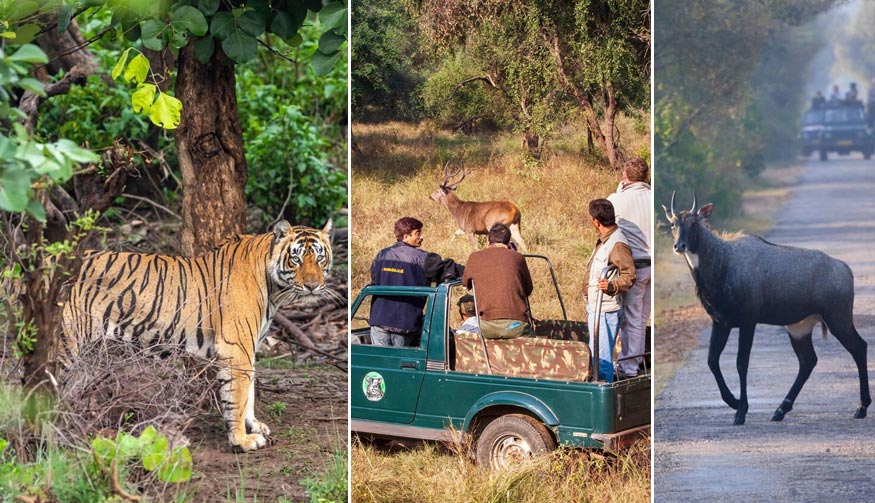 Sariska Safari Tour