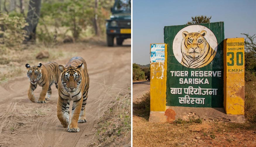 Sariska Tiger Safari – 3-Day Sariska Jaipur Tour from Delhi