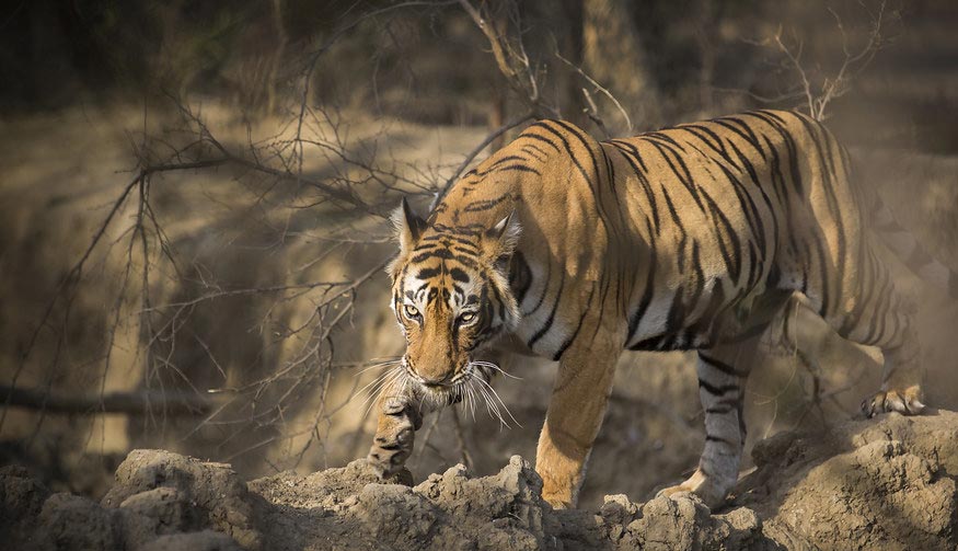 Rajasthan Wildlife & Scenic Views